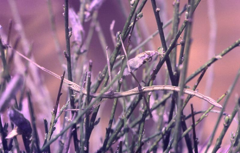 Insetti stecco:     Clonopsis gallica